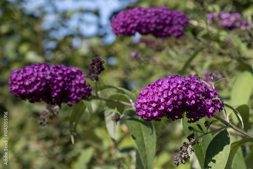 Fleur de Buddleia violet photo