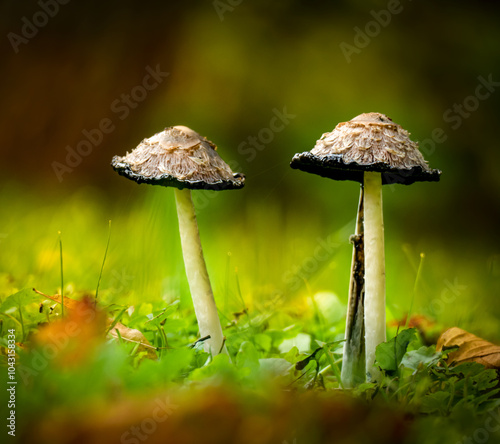 Wallpaper Mural mushrooms in the forest Torontodigital.ca