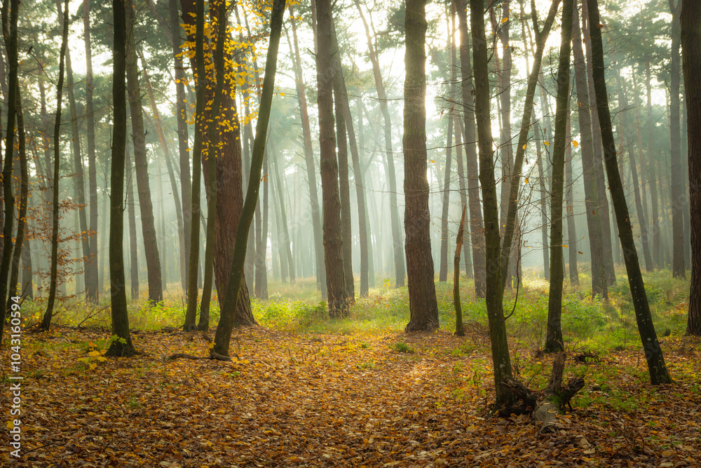 Obraz premium Misty autumn forest