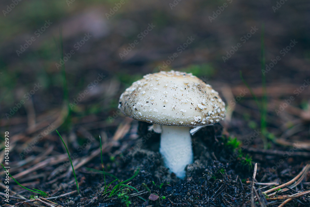 Amanita Pantherina, Known as the Panther Cap, False Blusher and Panther Amanita: Healing and Medicinal Mushroom Growing in Forest. Can Be Used for Micro Dosing, Spiritual Practices and Shaman Rituals