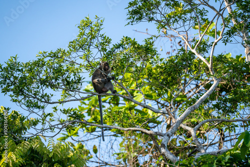 Long Tailed Macaque (Macaca Fascicularis, Crab Eating Macaque, Cynomolgus Macaque, Kera) in tree, on the Kinabatangan River, Sandakan, Sabah, Malaysia (Borneo) photo