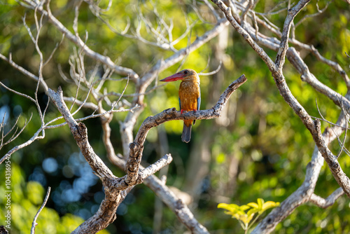 Stork-Billed Kingfisher (Pelargopsis Capensis), a tree Kingfisher native to India and Southeast Asia, in tree branch on Kinabatangan River, Sabah, Malaysia (Borneo) photo