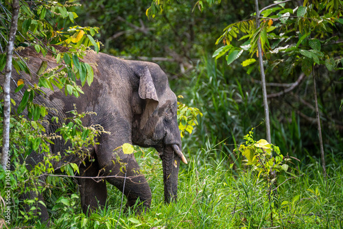 Borneo Pygmy Elephant (Elephas Maximus Borneensis, Bornean Elephant), a subspecies of Asian elephant (Elephas maximus), as seen on the banks of the Kinabatangan River, Sabah, Malaysia