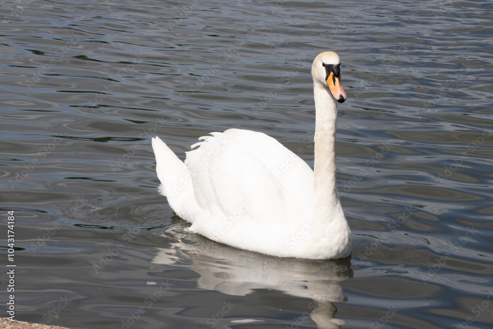 Obraz premium Photo of a beautiful photo of a white swam in a lake