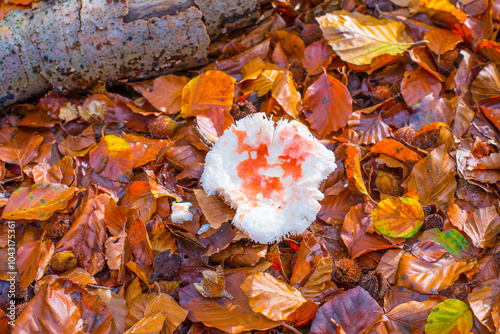 Mushroom in a forest in bright sunlight, Baarn, Lage Vuursche, Utrecht, The Netherlands, October 22, 2024 photo