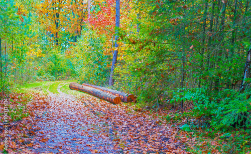 Forest with autumn leaf colors in bright sunlight, Baarn, Lage Vuursche, Utrecht, The Netherlands, October 22, 2024 photo