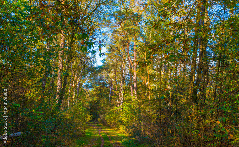 Fototapeta premium Forest with autumn leaf colors in bright sunlight, Baarn, Lage Vuursche, Utrecht, The Netherlands, October 22, 2024