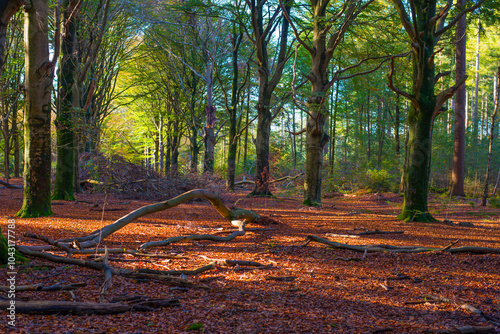 Forest with autumn leaf colors in bright sunlight, Baarn, Lage Vuursche, Utrecht, The Netherlands, October 22, 2024 photo