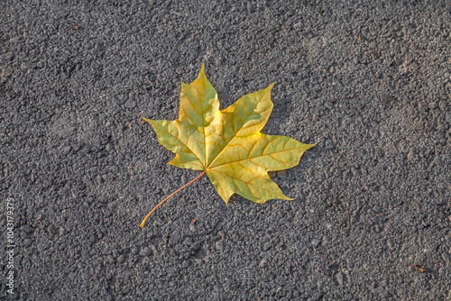 Close-up shot of a maple leaf on the ground in autumn. Maple leaf changing colours from green to yellow, orange, red and brown. Leaf with pigments - anthocyanin, chlorophyll, carotenoid, tanin photo