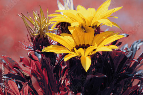 Vibrant yellow gazania flowers in full bloom basking in sunlight against a lush green backdrop.