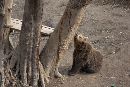 View of brown bear sitting by tall trees looking up (Ursus arctos)