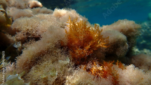 Red algae Laurencia obtusa undersea, Aegean Sea, Greece, Halkidiki, Afytos beach photo