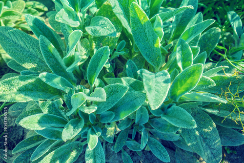 Stachys byzantina or Stachys lanata leaves (lamb's ear). Ornamental plant background photo