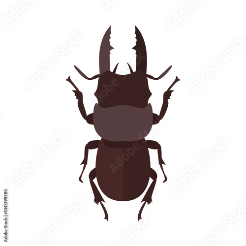 beetle illustration