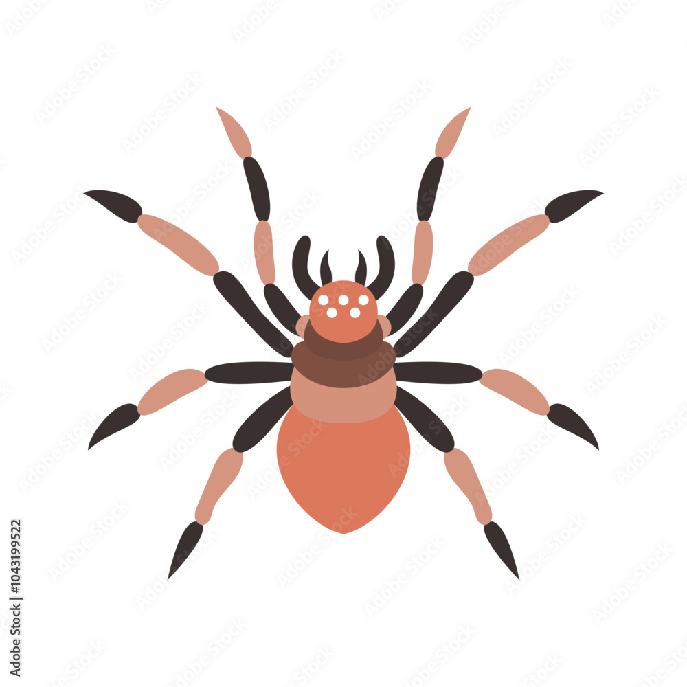illustration of a spider illustration of a spider
