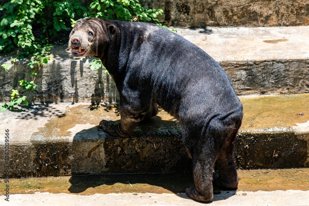 Cute Black Honey Sun Bear Standing on Concrete Steps Cute Black Honey Sun Bear Standing on Concrete Steps