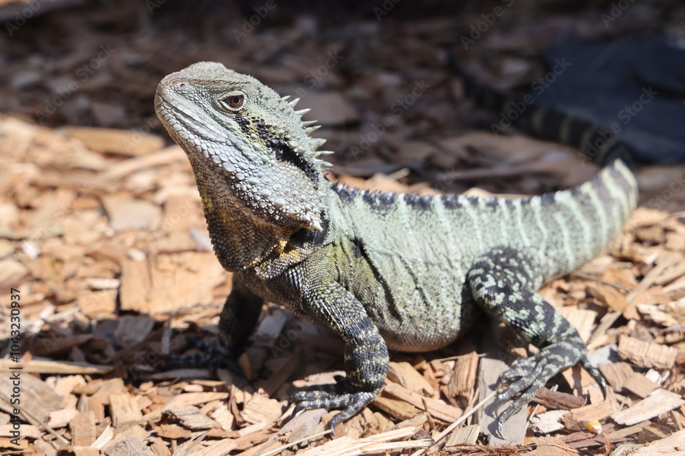 Fototapeta premium Close-up of a bearded dragon basking on wood chips