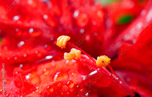 Hibiscus flower pollen closeup macro with water drops on red hibiscus pollen flower, Red hibiscus flower pollen photographed with macro lens close up photo