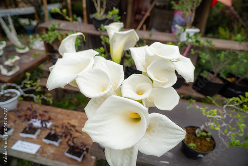 edelweis rawa or Syngonanthus flavidulus flower and also known as Yellow Hatpins, a type of flower that grows in Ranca Upas Ciwidey Bandung