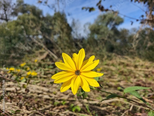 Helianthus tuberosus flower