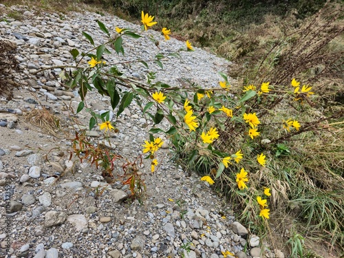 Helianthus tuberosus in wild
