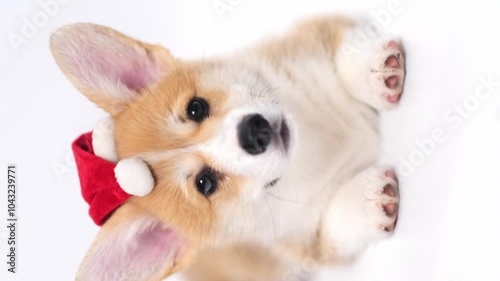 cute funny little Happy Pembroke Welsh Corgi puppy wearing red santa hat on isolated white background looking at camera. new year card and christmas pets concept. banner with copy space vertical 4k