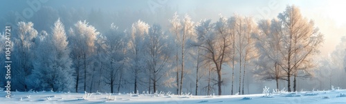 Trees covered in snow and frost in a snowy field, banner, copy space, nature background