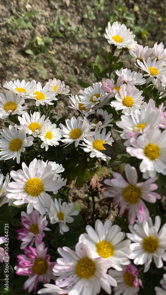 Fototapeta premium daisies in the garden