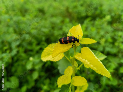 Close-up macro shot of the black and red beetle, Blister Beetle (Mylabris pustulata). Closeup of Mylabris Pustulata insects setting on plant photo
