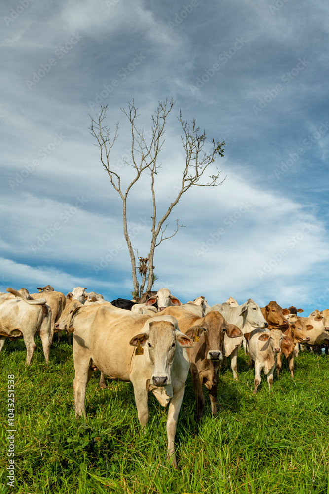 Obraz premium Charbray cattle farm in Chiriqui, The Australian Charbray is an Australian breed of cattle derived from a cross between French Charolais cattle and American Brahman cattle. Panama - stock photo