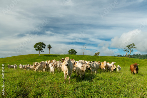 Charbray cattle farm in Chiriqui, The Australian Charbray is an Australian breed of cattle derived from a cross between French Charolais cattle and American Brahman cattle. Panama - stock photo photo