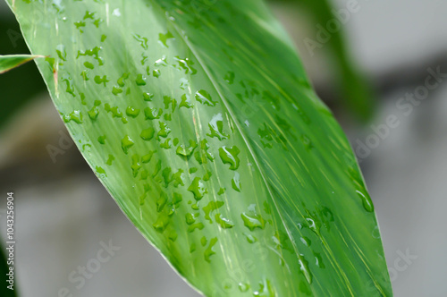 SynonymA sanderae, Variegated Shell Ginger or ZINGIBERACEAE or Alpinia sandrerae and rain droplet photo