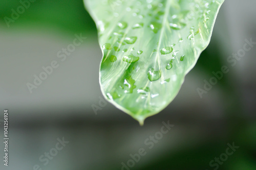 SynonymA sanderae, Variegated Shell Ginger or ZINGIBERACEAE or Alpinia sandrerae and rain droplet photo