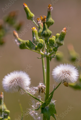  Fluffy Dandelion Seed Heads