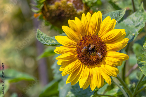Sunflower with Busy Bees