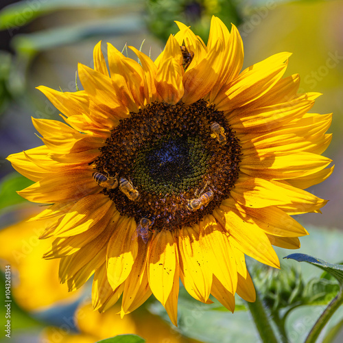 Sunflower in Bloom with Busy Bees