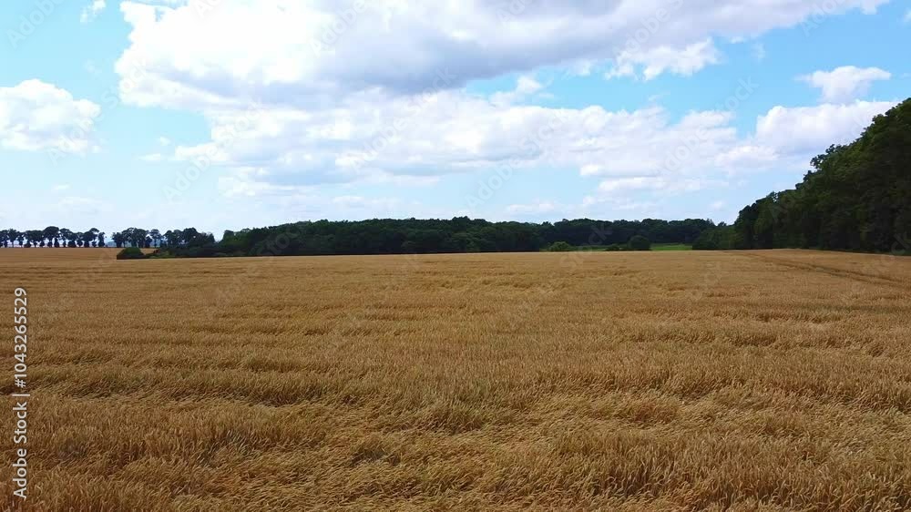Expansive wheat field under a vibrant blue sky with scattered clouds, bordered by lush green trees. ideal for themes related to agriculture, summer, nature, and landscape photography. Expansive wheat field under a vibrant blue sky with scattered clouds, bordered by lush green trees. ideal for themes related to agriculture, summer, nature, and landscape photography.
