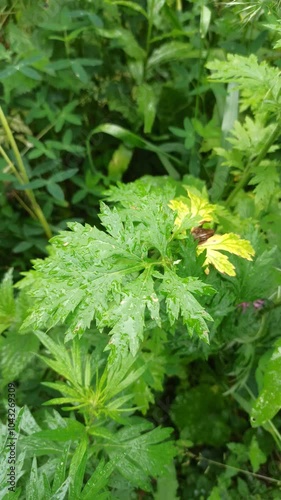 The green leaves are large, with raindrops; Creates a feeling of calm and freshness. Adaptation to nature and ecology. photo