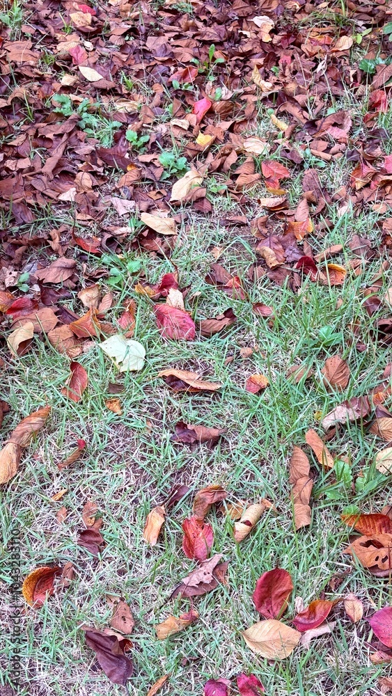 fallen leaves on the grass fallen leaves on the grass