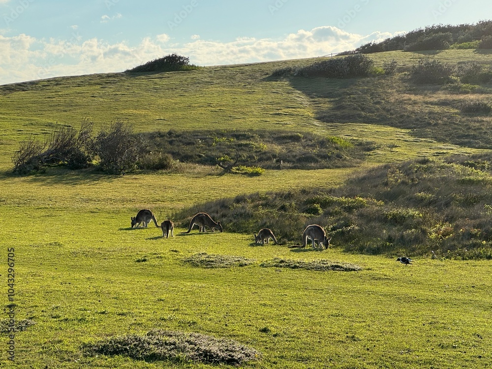 Obraz premium kangooroos on the meadow