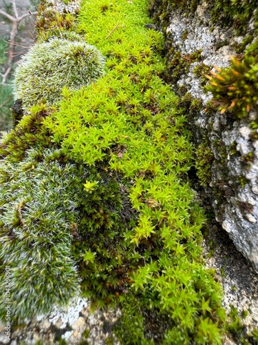 moss on the stone