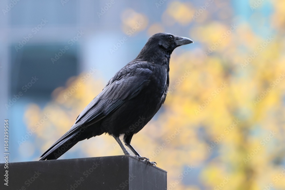 Black crow perched on a ledge with a blurred yellow and blue background Black crow perched on a ledge with a blurred yellow and blue background