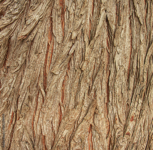 olive tree bark, wooden background photo