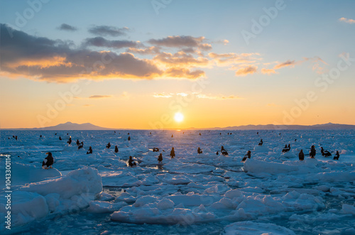 Sunrise at sea, an eagle resting on drift ice photo