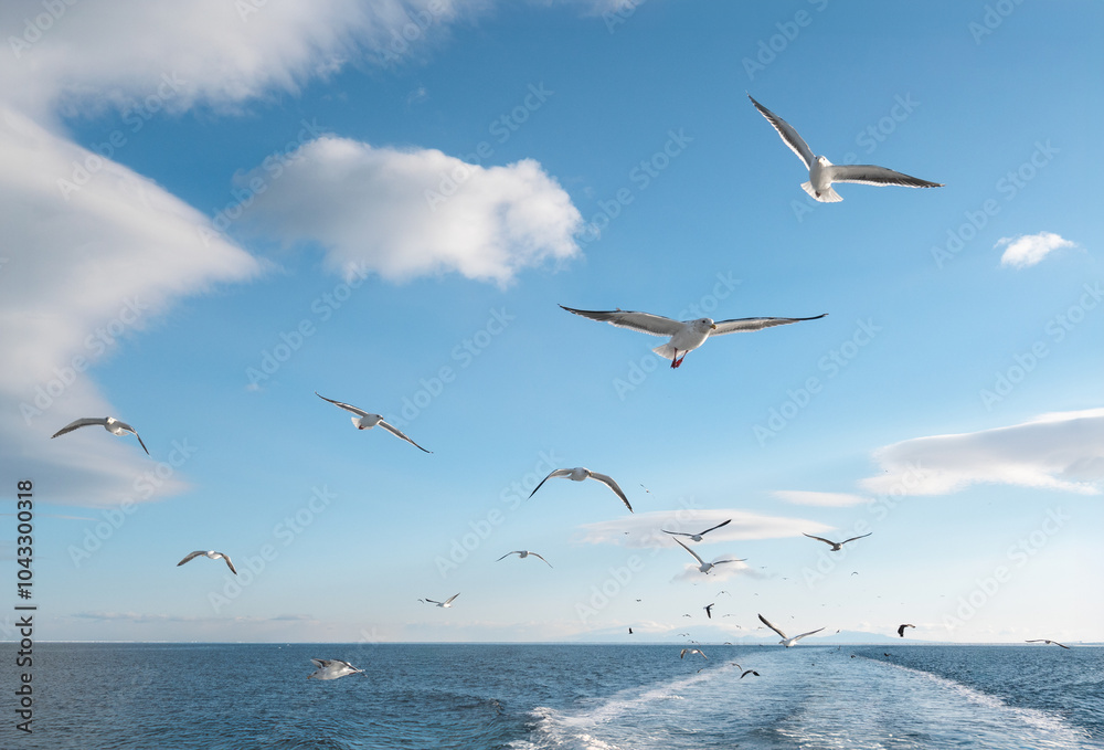 Splashing water from behind the boat and seagulls chasing the boat Splashing water from behind the boat and seagulls chasing the boat