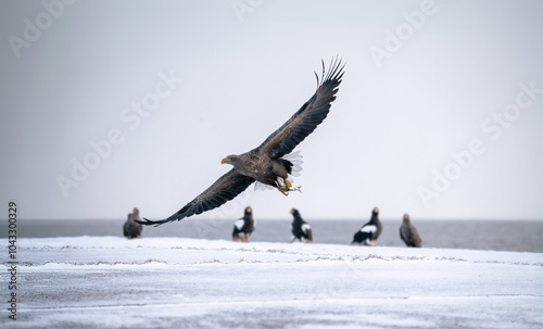 A flock of eagles resting in the harbor photo