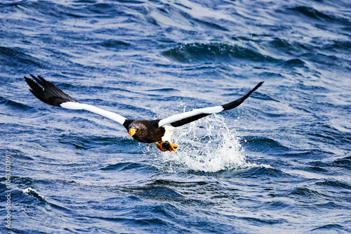 An eagle hunts for prey in the frozen waters of Hokkaido