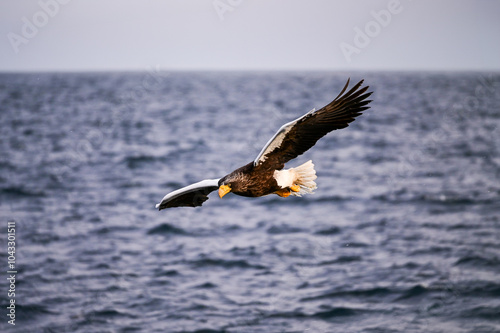 An eagle flying over the sea in Hokkaido in winter photo