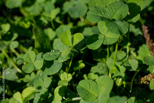Wallpaper Mural Green clover leaves with water drops on it, close-up Torontodigital.ca