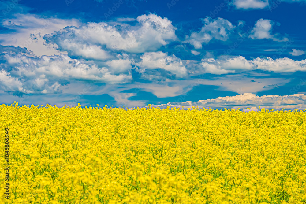 Obraz premium 北海道 安平町の菜の花畑 